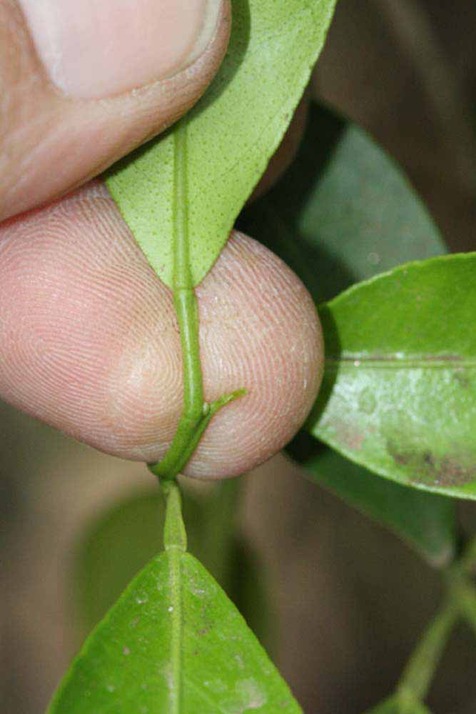              Petiole (Riverside, CA)       